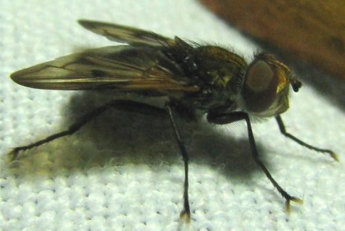 Réf. 212 984 : Ectophasia sp.